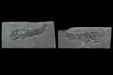 Devonian Lobed-Fin Fish (Osteolepis) pos/neg - Scotland #98051-1